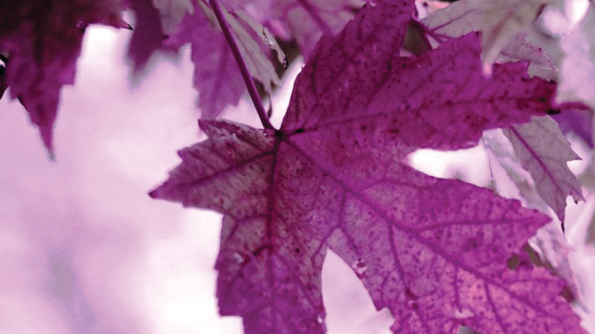 purple leaves background